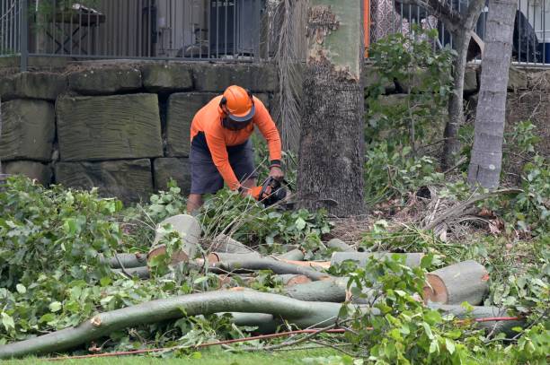 Reliable Jay, OK Tree Services Solutions